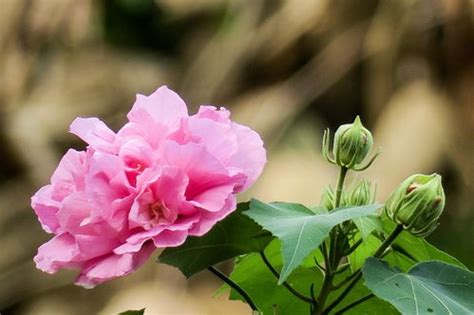 芙蓉花怎麼照顧|芙蓉花的养殖方法和注意事项